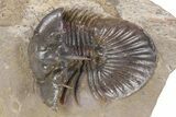 Rare, Spiny Corynexochid Trilobite (Bojoscutellum?) - Morocco #381156-1
